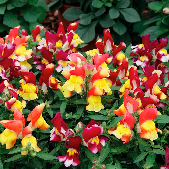 Суміш насіння ротиків (левовий зів) «Тутті-фрутті»