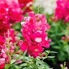 Насіння ротиків (левовий зів) «Жар кохання»