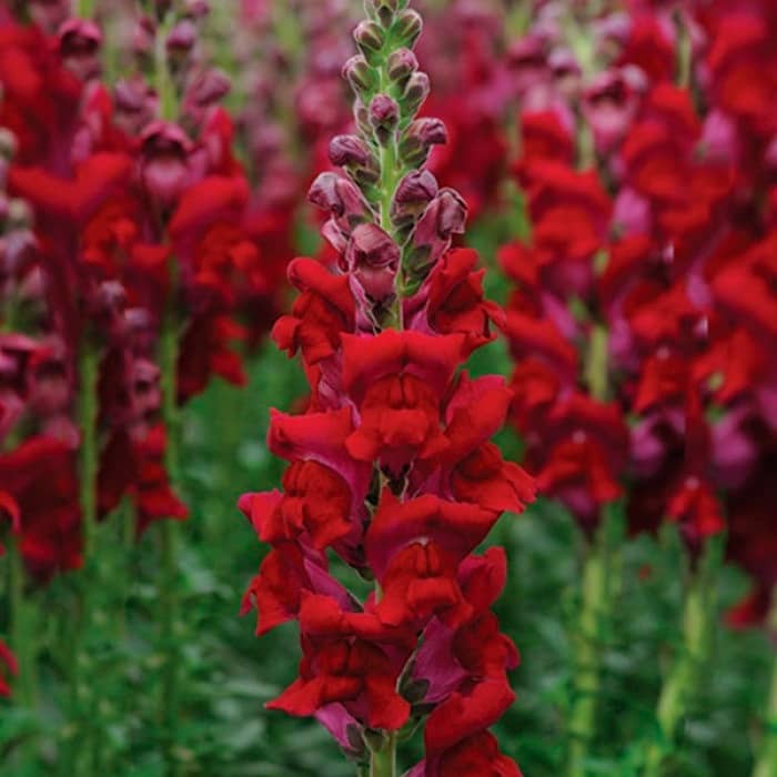 Насіння ротиків (левовий зів) «Жар кохання»