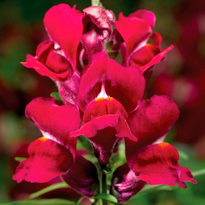 Насіння ротиків (левовий зів) «Жар кохання»