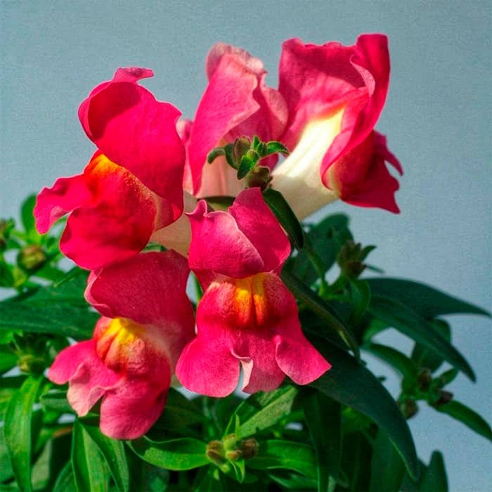 Насіння ротиків (левовий зів) «Жар кохання»