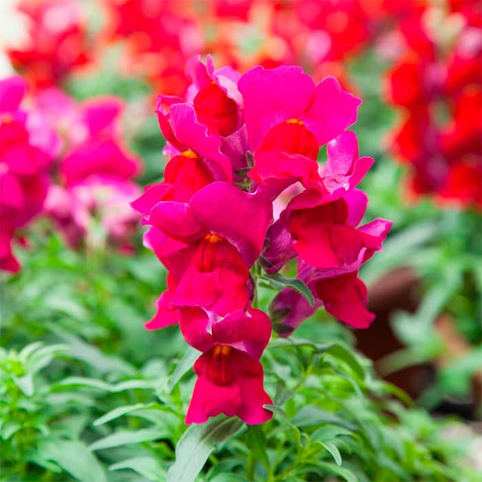 Насіння ротиків (левовий зів) «Жар кохання»