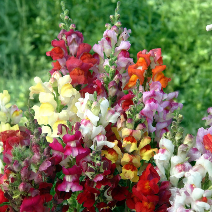 Насіння однорічних садових ротиків «Меджик Філд» 0,15 г