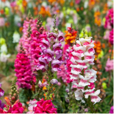 Насіння однорічних садових ротиків «Магічний килим» 0,15 г