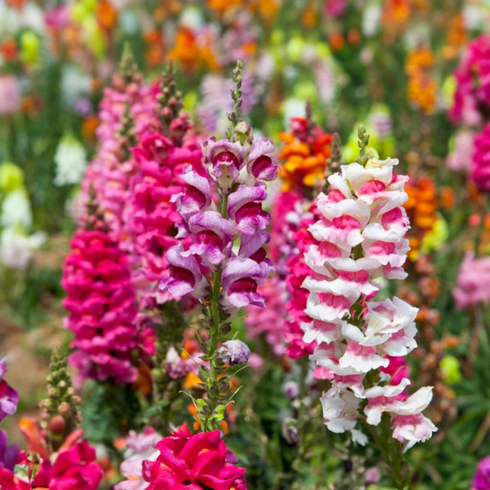 Насіння однорічних садових ротиків «Магічний килим» 0,15 г