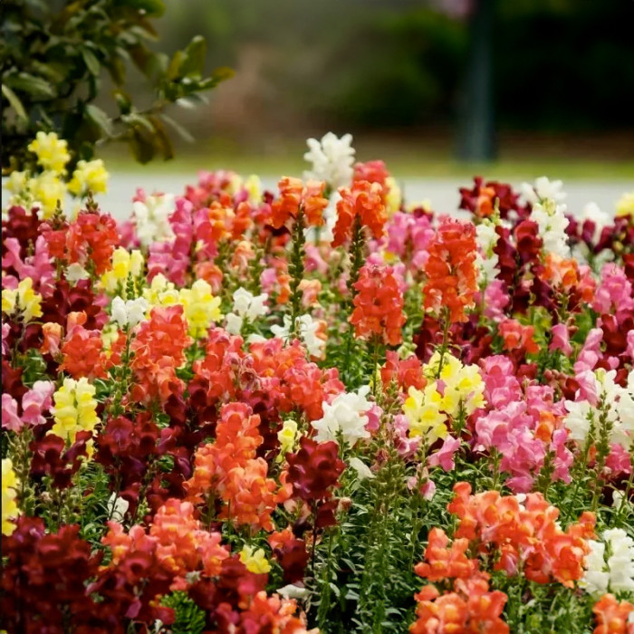 Насіння однорічних садових ротиків «Магічний килим» 0,15 г