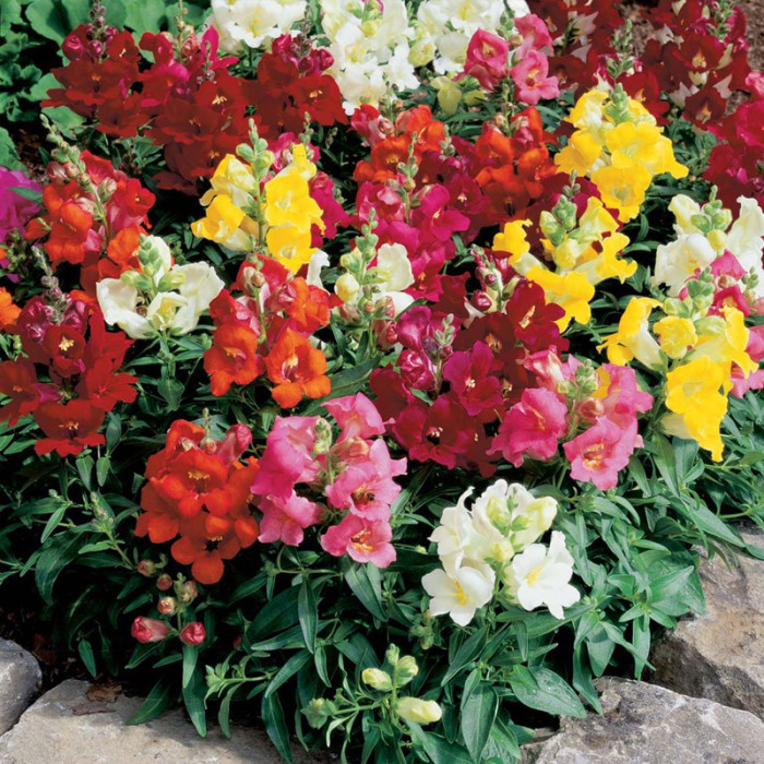 Насіння однорічних садових ротиків «Магічний килим» 0,15 г