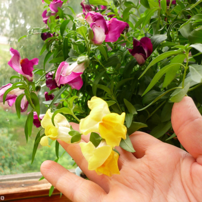 Насіння однорічних садових ротиків «Магічний килим» 0,15 г