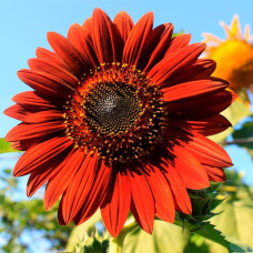 Насіння соняшника декоративного «Червоне сонечко»