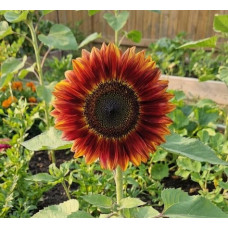 Насіння соняшника «Чоколат» 1 г