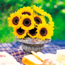 Насіння соняшника декоративного «Поліна»