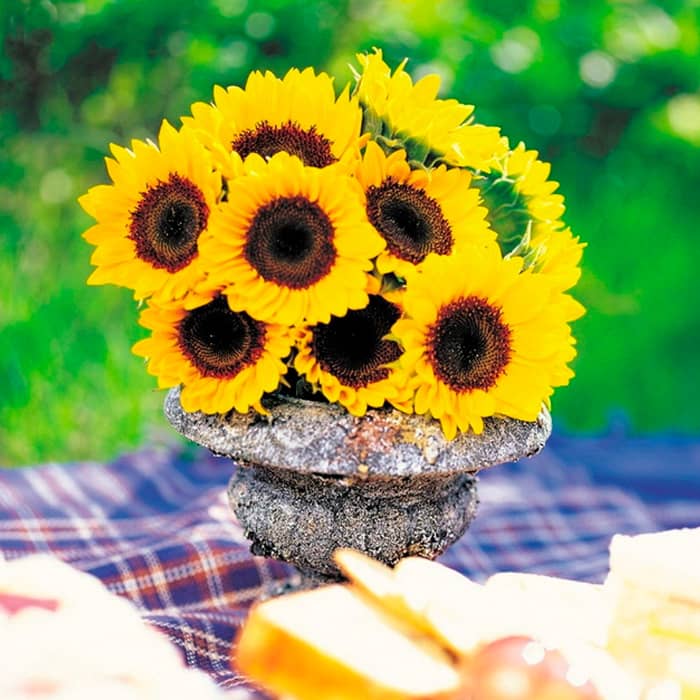 Насіння соняшника декоративного «Поліна»