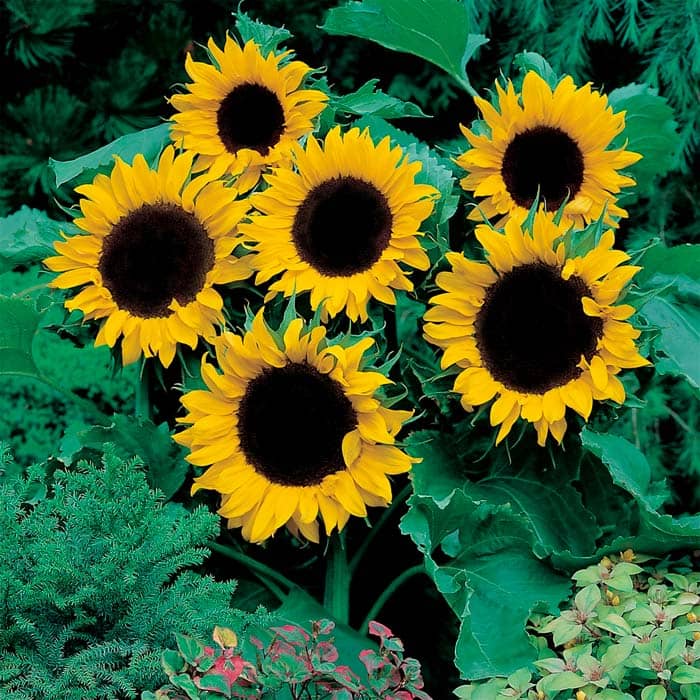 Насіння соняшника декоративного «Поліна»