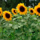 Насіння соняшника декоративного «Поліна»