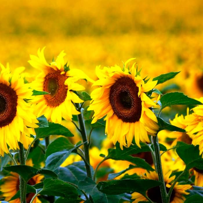 Насіння соняшника декоративного «Поліна»