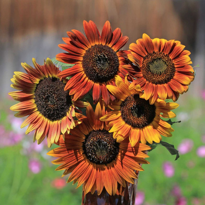 Насіння соняшника «Шоколад» 1 г