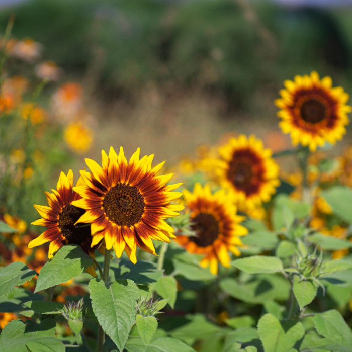 Насіння соняшника «Шоколад» 1 г