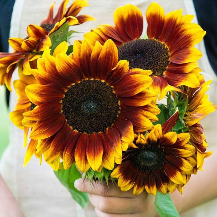 Насіння соняшника «Шоколад» 1 г