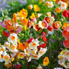 Суміш насіння немезії біколорної «Галаксі»