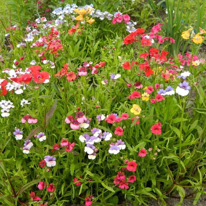 Суміш насіння немезії біколорної «Галаксі»