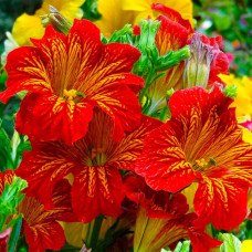 Суміш насіння сальпіглосісу «Магія»