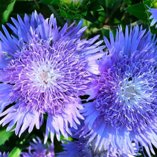 Насіння айстри «Блакитний вихор»