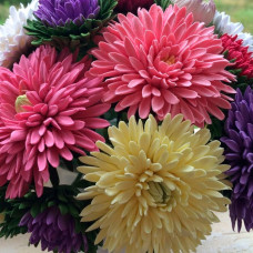 Насіння айстри «Фірмовий букет»