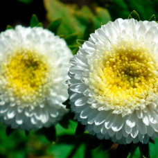 Насіння айстри «Перли» білі