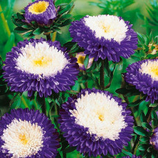 Насіння айстри «Суприм Білокор» синя