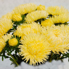 Насіння айстри «Золотий дракон»