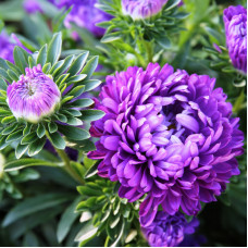 Насіння однорічної айстри «Афіна» 0,3 г