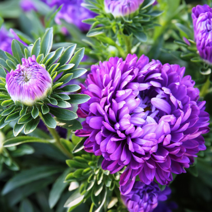 Насіння однорічної айстри «Афіна» 0,3 г