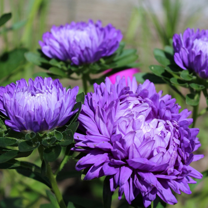 Насіння однорічної айстри «Афіна» 0,3 г