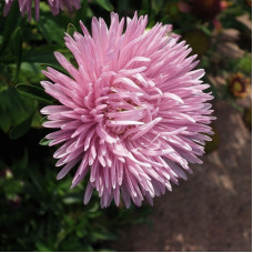 Насіння однорічної айстри «Американська красуня» 0,3 г