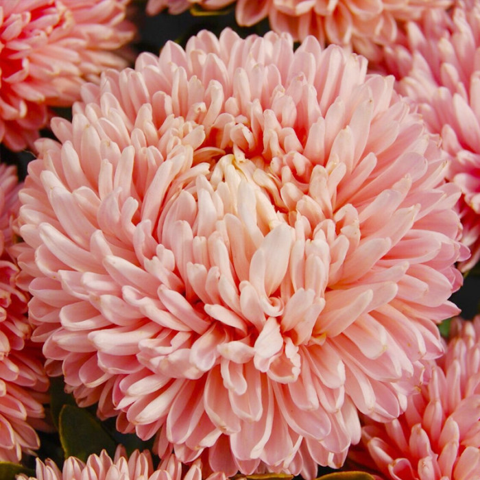 Насіння однорічної айстри «Аполонія Шамоа» 0,25 г