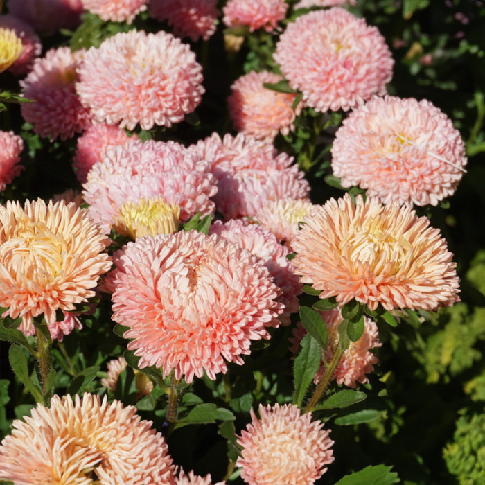 Насіння однорічної айстри «Аполонія Шамоа» 0,25 г