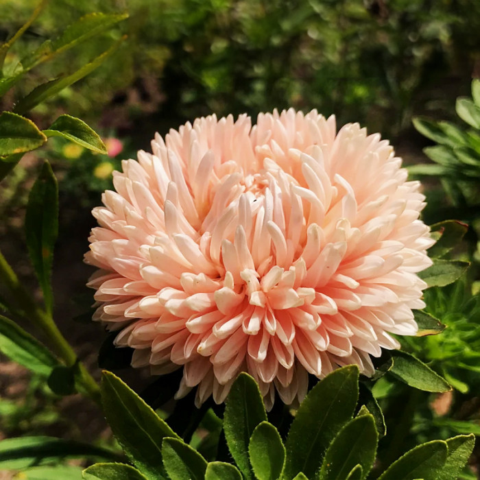 Насіння однорічної айстри «Аполонія Шамоа» 0,25 г