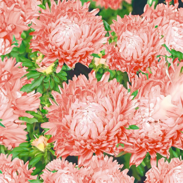 Насіння однорічної айстри «Аполонія Шамоа» 0,25 г