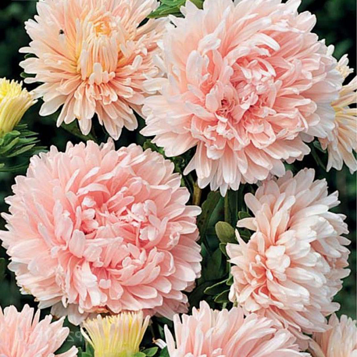 Насіння однорічної айстри «Аполонія Шамоа» 0,25 г