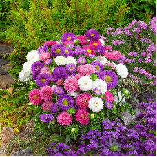 Насіння однорічної айстри «Бордюрні красуні» 0,3 г