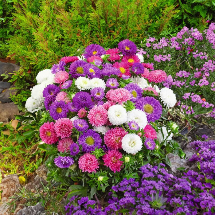 Насіння однорічної айстри «Бордюрні красуні» 0,3 г