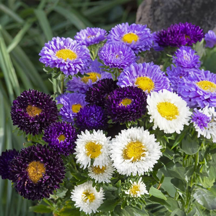 Насіння однорічної айстри «Бордюрні красуні» 0,3 г