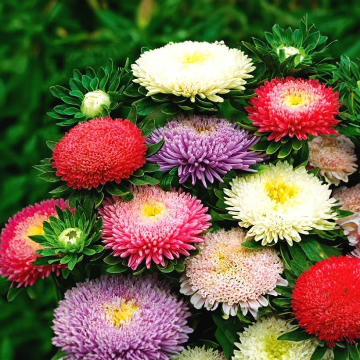 Насіння однорічної айстри «Бордюрні красуні» 0,3 г