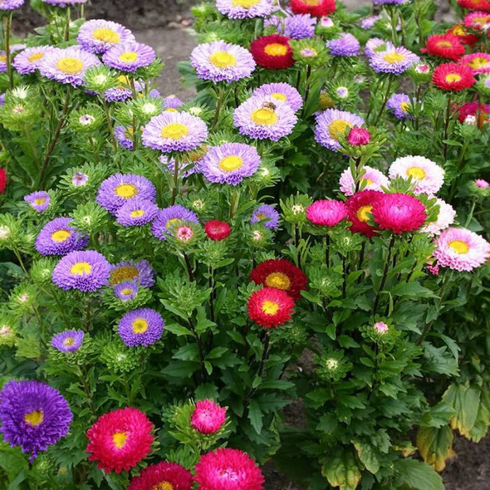 Насіння однорічної айстри «Бордюрні красуні» 0,3 г