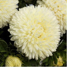 Насіння однорічної айстри «Голден Тауер» 0,3 г