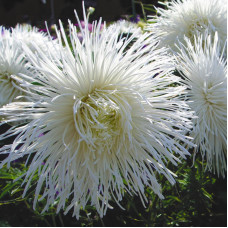 Насіння однорічної айстри «Гордість осені» 0,3 г