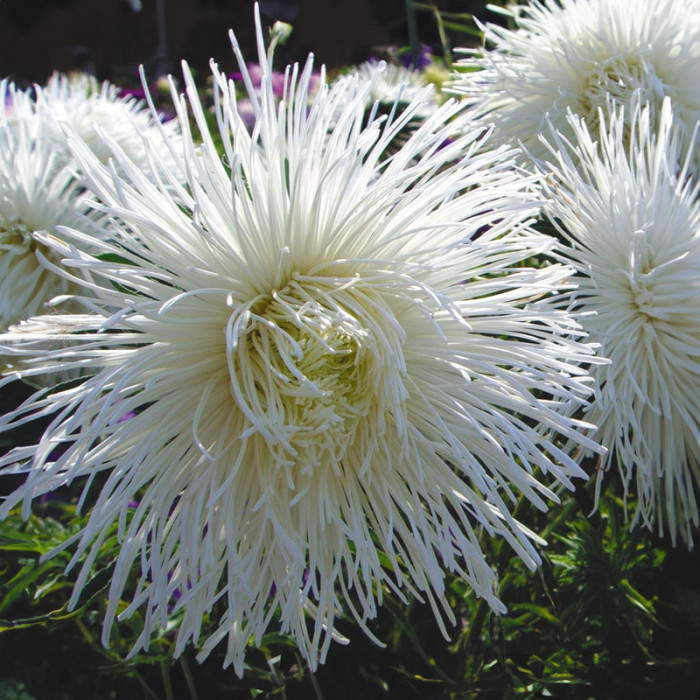 Насіння однорічної айстри «Гордість осені» 0,3 г