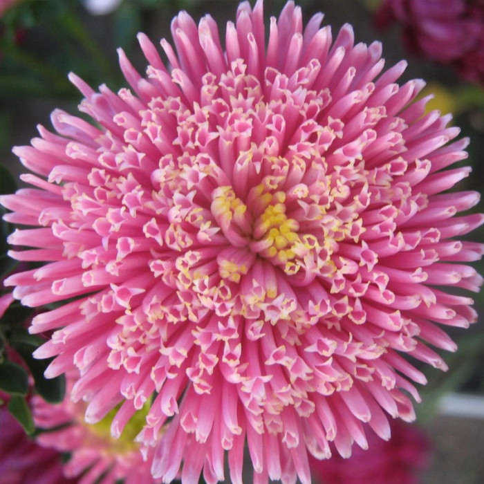 Насіння однорічної айстри «Гордість осені» 0,3 г