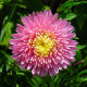 Насіння однорічної айстри «Гордість осені» 0,3 г