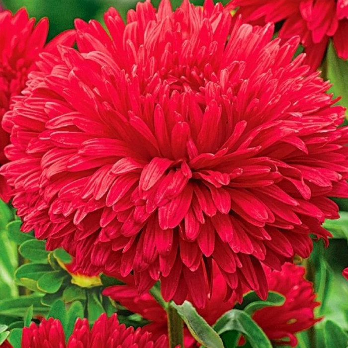 Насіння однорічної айстри «Гордість осені» 0,3 г